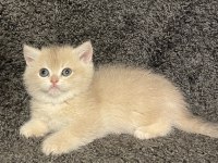 Anne Baba Şecereli Blue Golden AY12 Dişi Safkan British