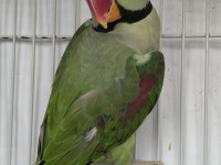 DAMIZLIK ERKEK ALEXANDER İSKENDER PAPAĞANI
