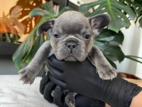 RENGARENK FRENCH BULLDOG YAVRULARIM EGZOTİK