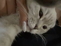 Scottish fold oğlum paşayı sahiplendiriyorum