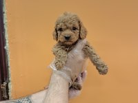 IRK GARANTİLİ MÜKEMMEL TOY POODLE YAVRULAR