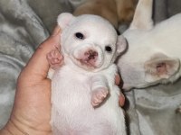 Orijinal elma kafa chihuahua yavruları bir dişi bir erkek