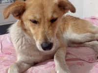KÖPEĞİMİZE ACİL YUVA ÜCRETSİZ SAHİPLENME