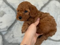 Şekeri Tadında Poodle Köpekler