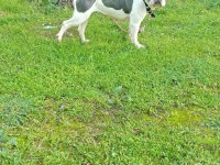 Blue pied french bulldog