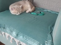British Shorthair 3 aylık golden