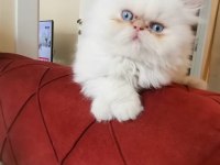 SAFKAN İRAN KEDİSİ 60 GÜNLÜKLER