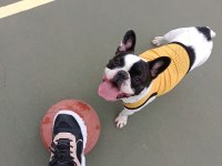 SIFIR MASRAFLA SAHİP OL FRENCH BULLDOG