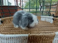 Hollanda teddy lop tavşanlar