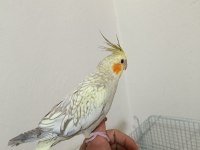 Full evcil sultan papağanı
