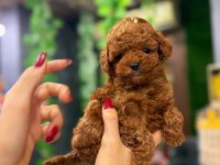 POODLE CİNSİNİN EN GÜZEL YAVRUSU