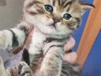 Scottish fold yavrularımız yeni yuvalarını bekliyor