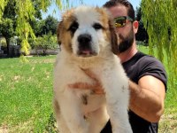 ST Bernard Yavrular