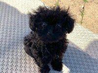 En küçük boy maltipoo yavrularımız