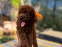 Irkın en güzeli toy poodle yavrularımız