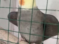 Sahibinden Sağlıklı Sultan Papağanları
