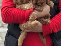 Toy Poodle Ailenizin Yeni Üyesi olmak istiyorum