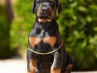 Can dostunuz Doberman kapıda ödeme mevcuttur