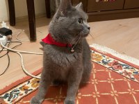 Çok uslu british shorthair