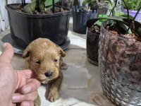 Maltipoo yavrularımız