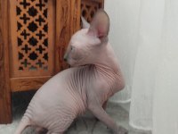 Kanada Sfenks Kedisi