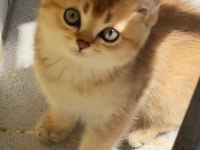 Uyguna Golden British Shorthair Yavrular