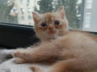 Yakışıklı mı yakışıklı british shorthair bebişlere yuva