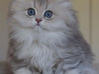 BRİTİSH LONGHAİR GRİ RENK YENİ SÜTTEN KESİLME
