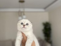 Scottısh Fold Beyaz Yavrularım 