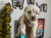 Orjinal Terrier Maltese Tüy Dökmez Koku Yapmaz