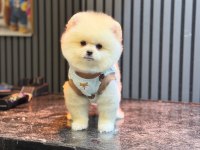 Yavru Pomeranian Boolarımız