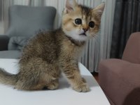 10 ağustos itibariyle 60 günlük british shorthair yavrular