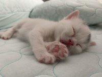 Kar beyazı british shorthair