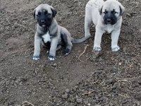 1 aylık çoban köpeği yavruları