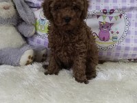 Sağlık ve kilo garantili kore poodle yavrularımız