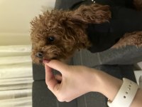 KORE POODLE OĞLUMUZA DİŞİ ARIYORUZ EŞLEŞME İLANI