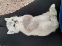Ayı surat british shorthair yavrular