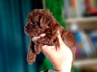 Toy poodle yavrularımız daha şirini yok