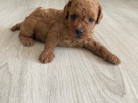 Kore erkek toy poodle bebekler