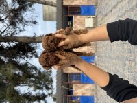 Sevimli kore popdle yavrularımız
