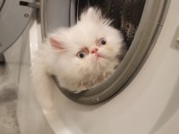 SAFKAN İRAN KEDİSİ YAVRULARI 0 BURUN