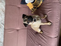 5 Aylık Dişi Pug