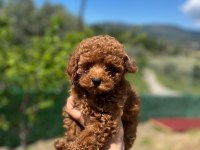Toy Poodle Bebek Köpeği