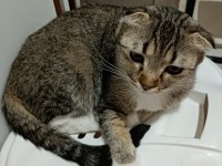 Scottish fold dişi 1 yaşında