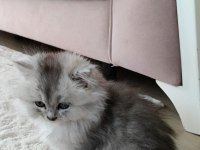 British longhair silver renk