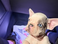 FRENCH BULDOGG BLUE