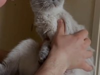British shorthair blue point (acil uygun)