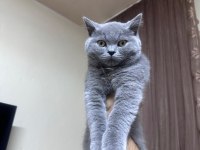 Scottish straight gri erkek 6 aylık