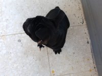 Çok sevimli bir köpektir