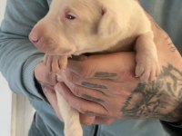 ALBİNO DOBERMAN YAVRULARIMIZ ALMANYADAN İTHAL ÜST KALİTE